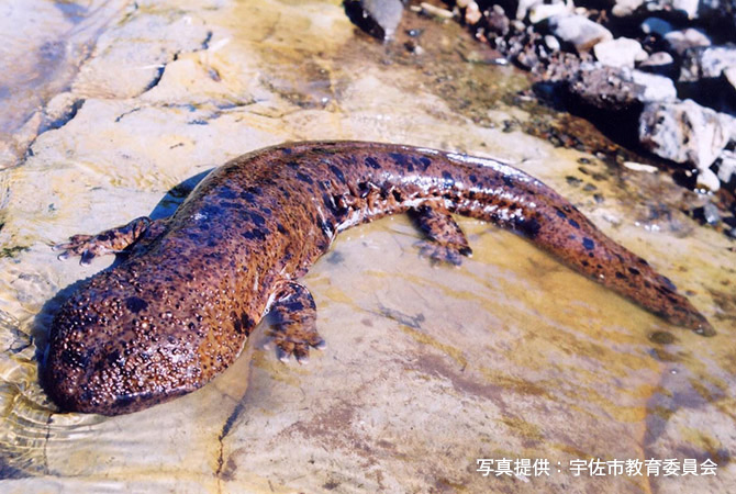 オオサンショウウオ
