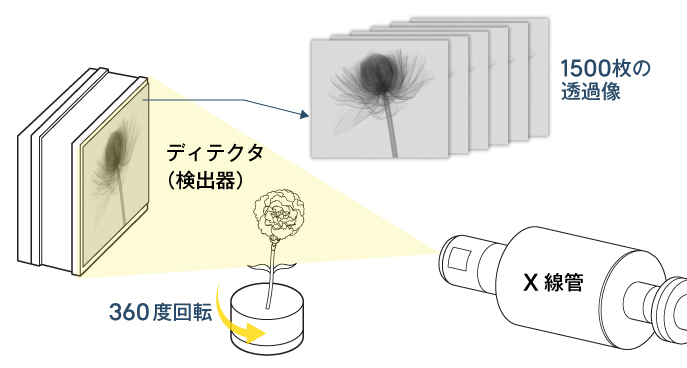 産業用CTを用いた花の3Dスキャン